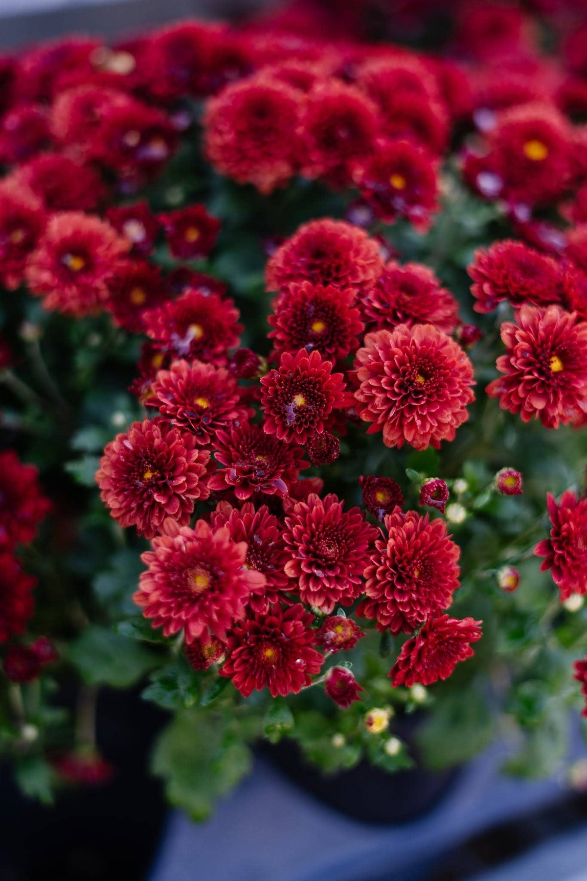 6" Garden Mums