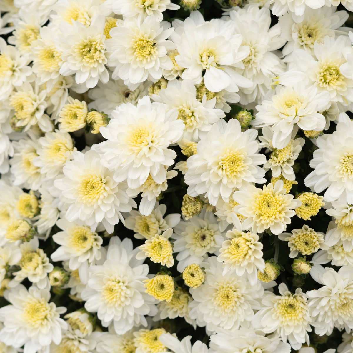 9" Garden Mums