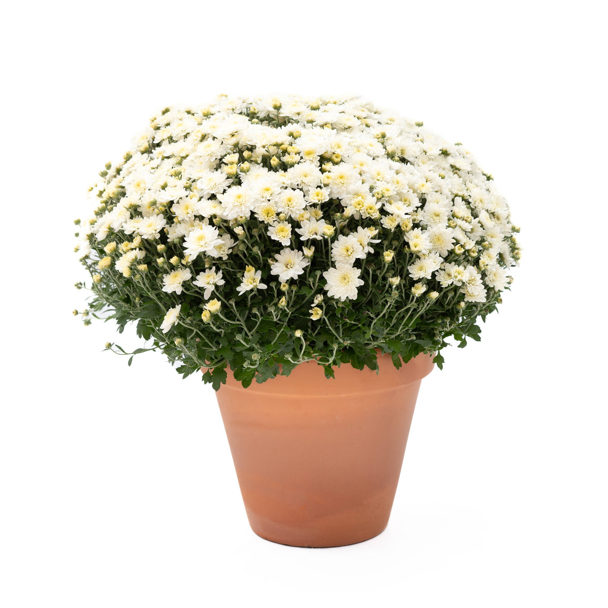 9" Garden Mums