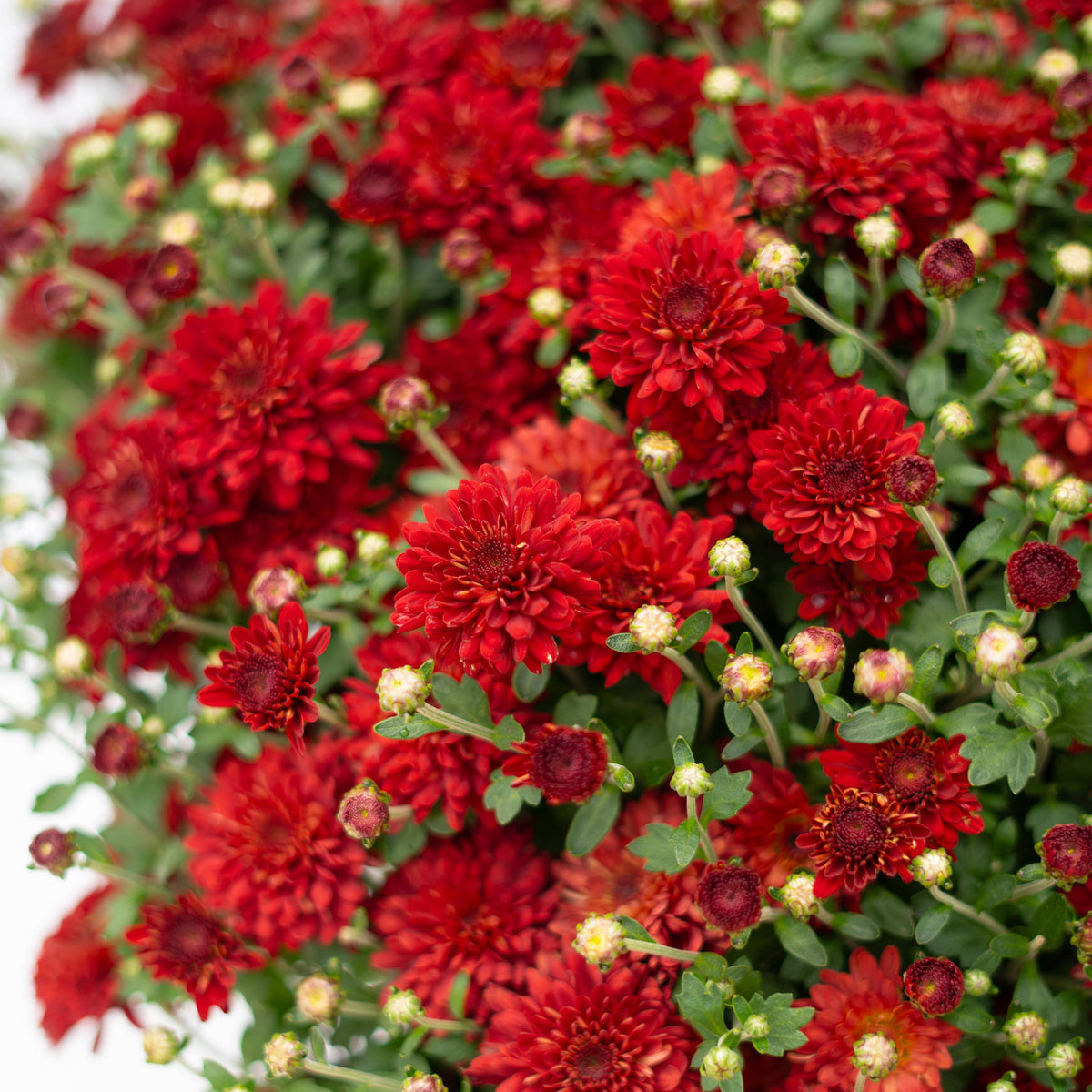 9" Garden Mums
