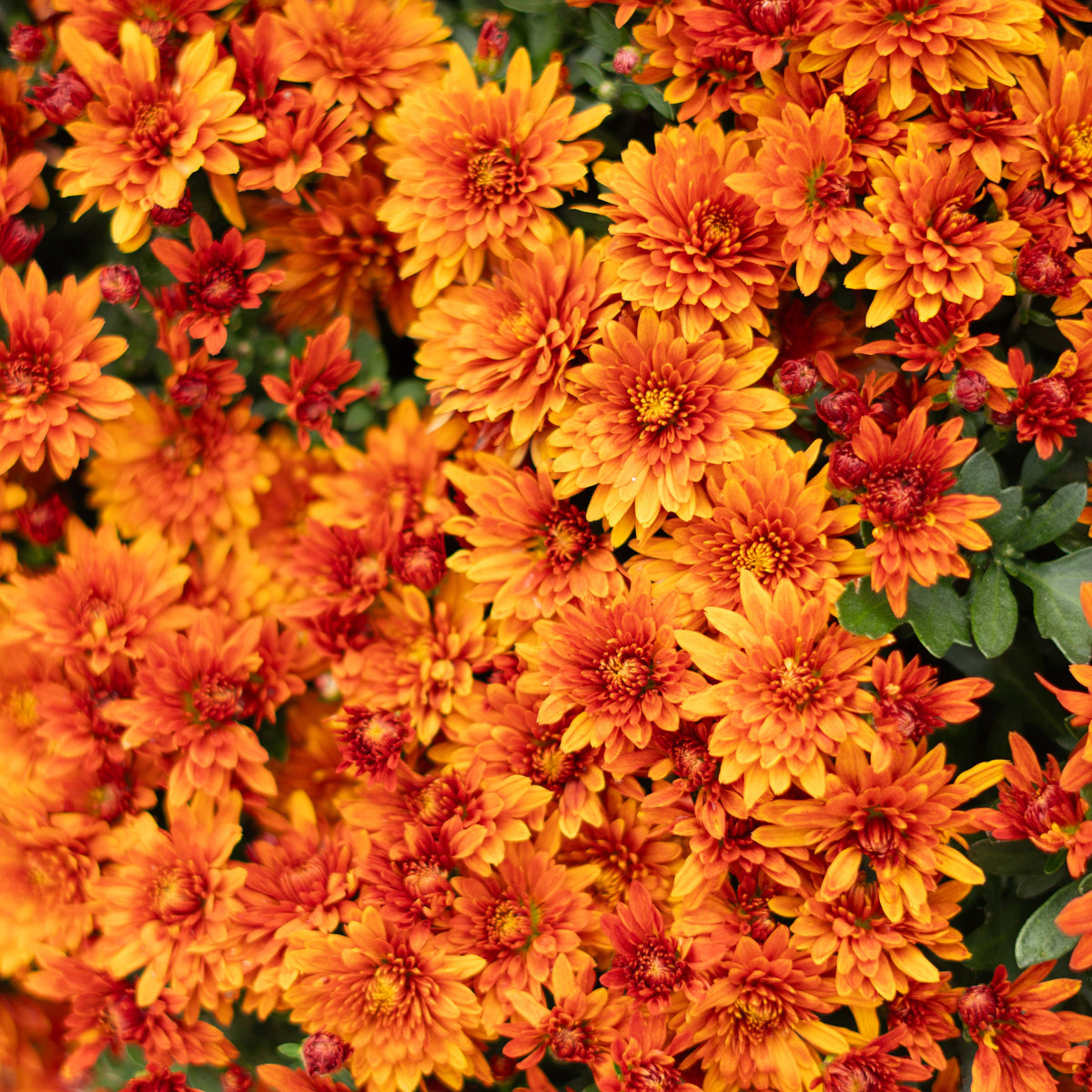 9" Garden Mums