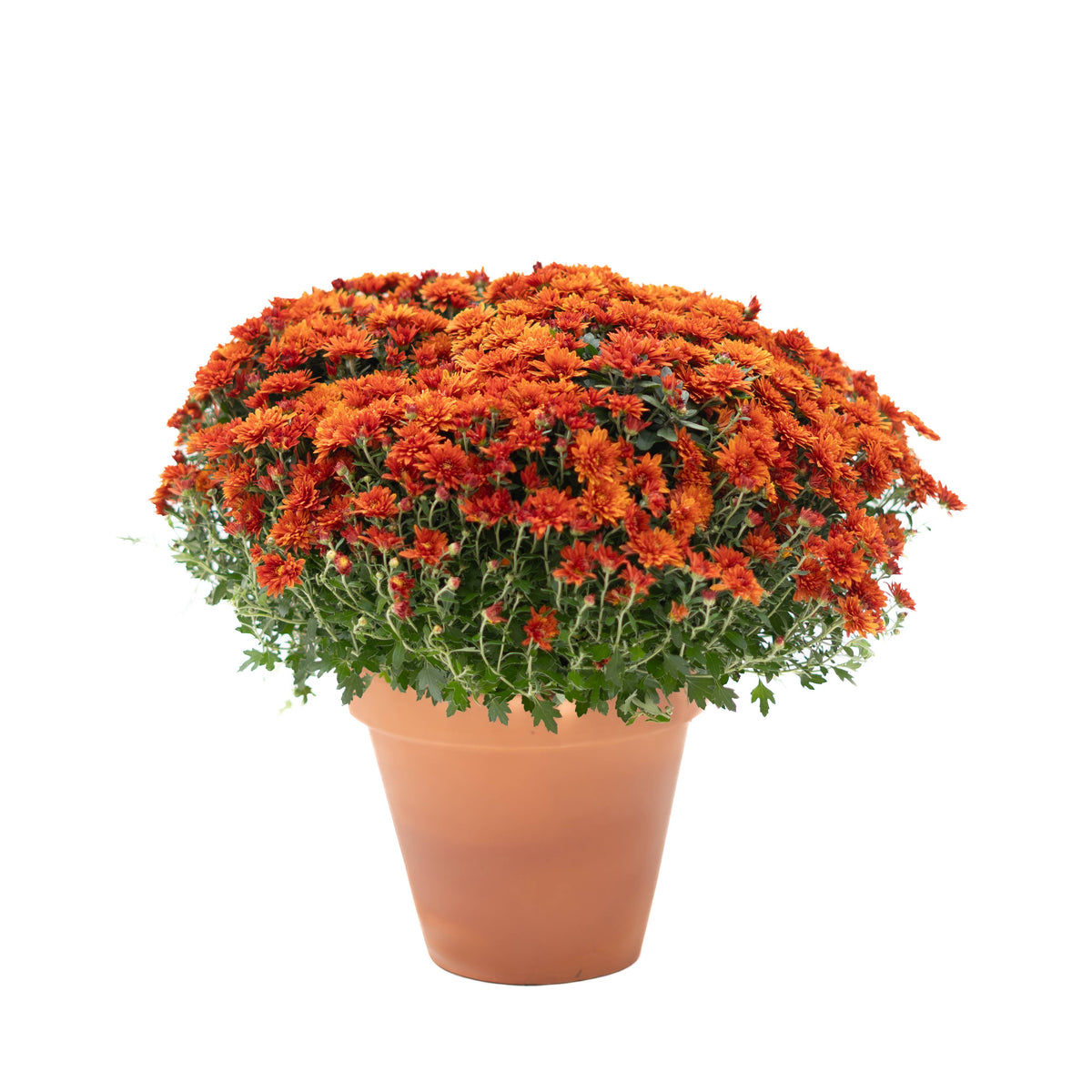 9" Garden Mums