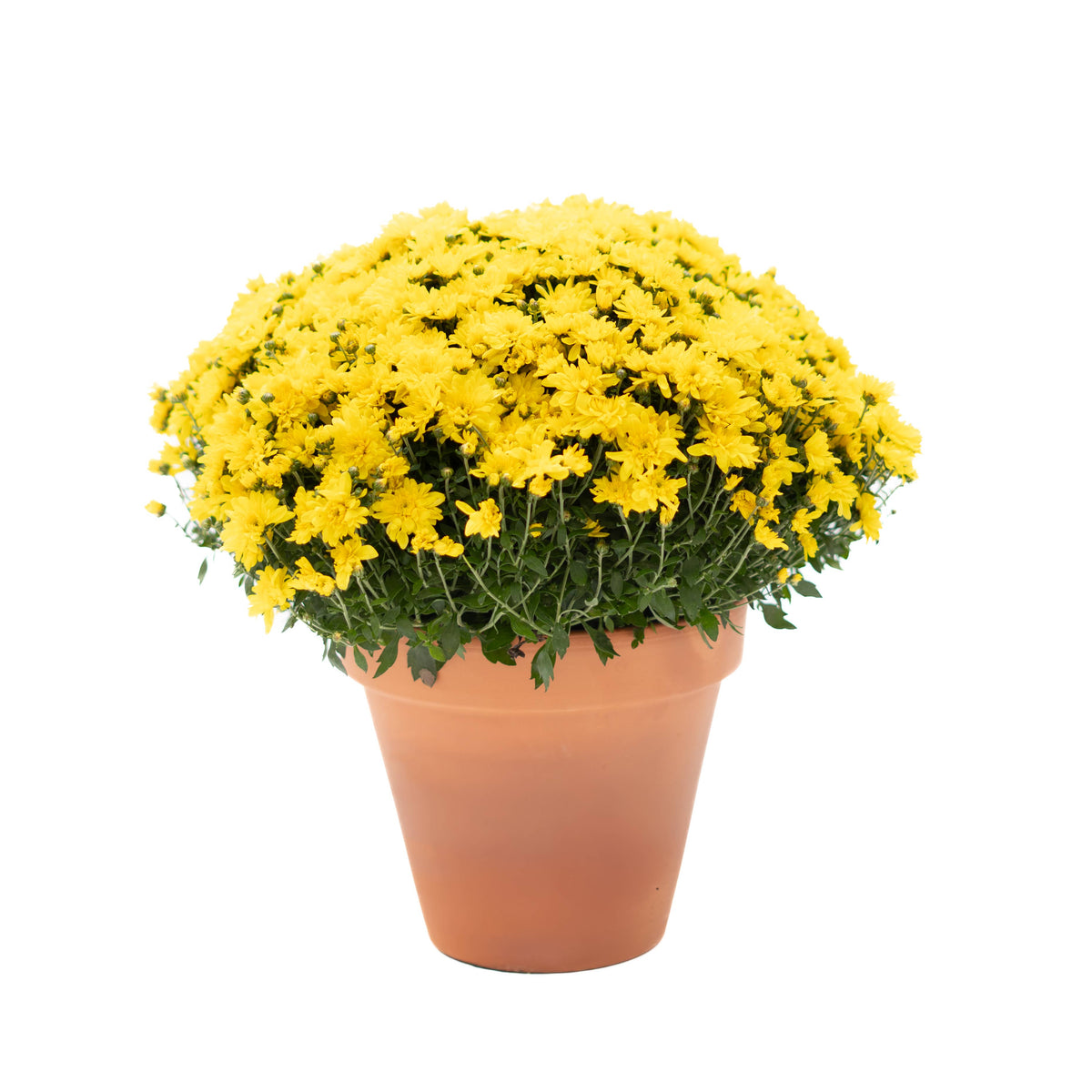 9" Garden Mums