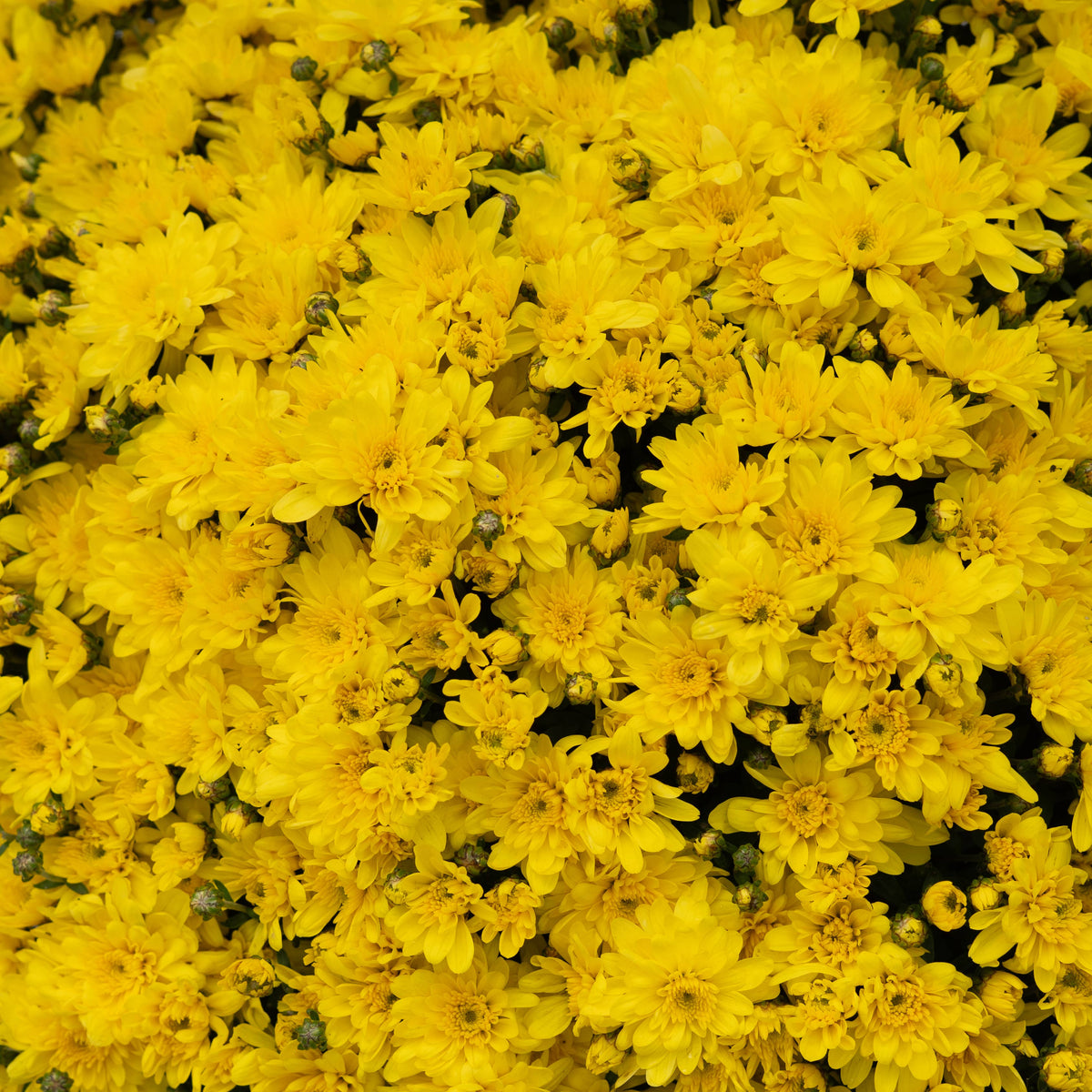 9" Garden Mums